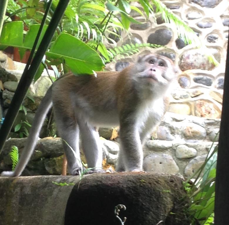 Kupu Kupu Garden Guest House & Cafe Bukit Lawang Exterior foto